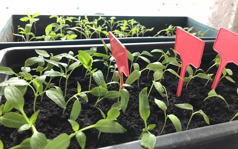 Когда сажать помидоры на рассаду в 2026 году: лучшие дни по лунному календарю