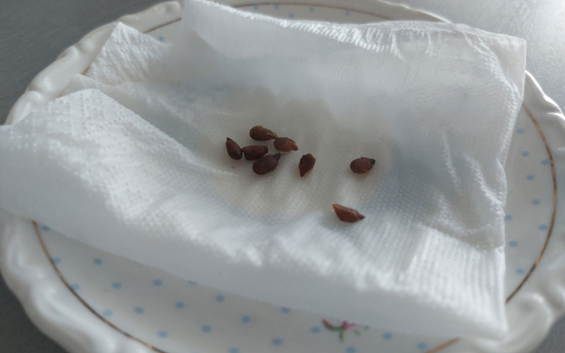 Самый простой способ протравить семена перед посевом