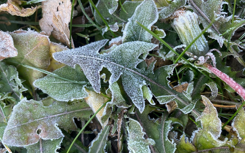 Уважьте святых, не навлеките болезни: строго соблюдайте приметы на День Кузьмы и Демьяна  