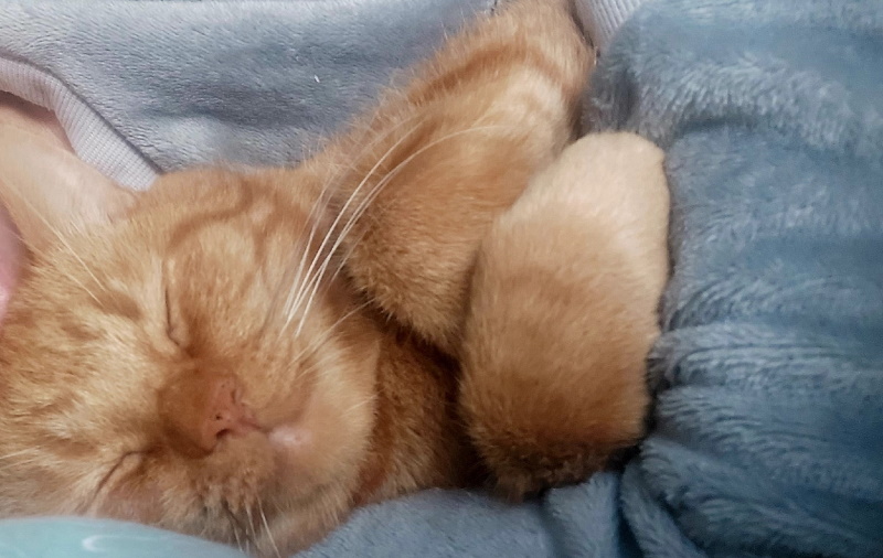 Как заставить кошку перестать будить вас в 5 утра. Почему пушистые друзья будят на рассвете и как это исправить