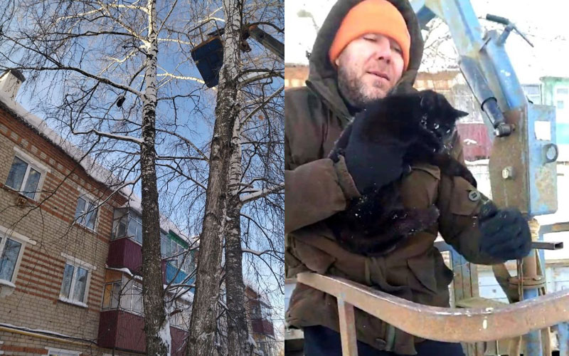 Жители Мордовии спасли котенка, просидевшего на дереве неделю
